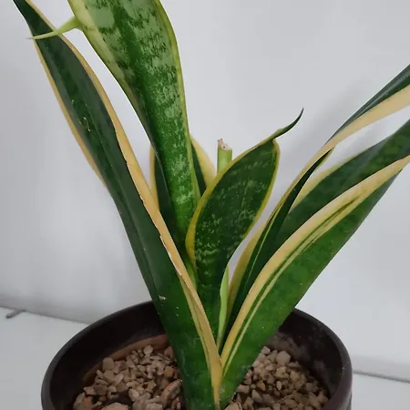 Bed and Breakfast Al Borgo Aversa